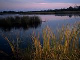 Photo: Twilight view of cattails growing on the banks of a freshwater lagoon in South Carolina's Huntington Beach State Park