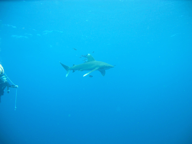 shark-2