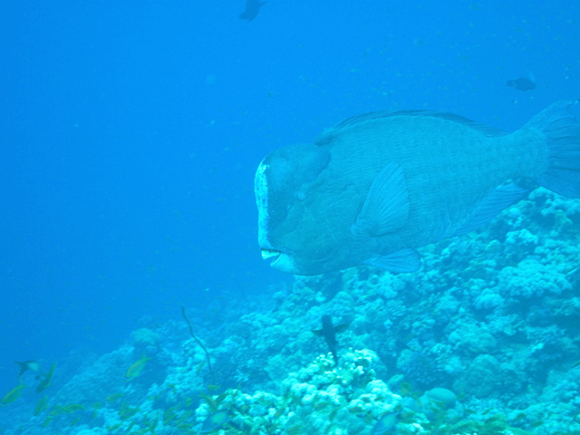 parafish