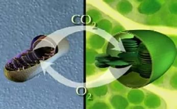 How Cells Obtain Energy